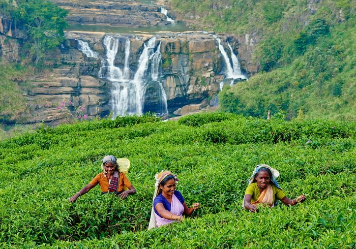 Echappée verte au SRI LANKA