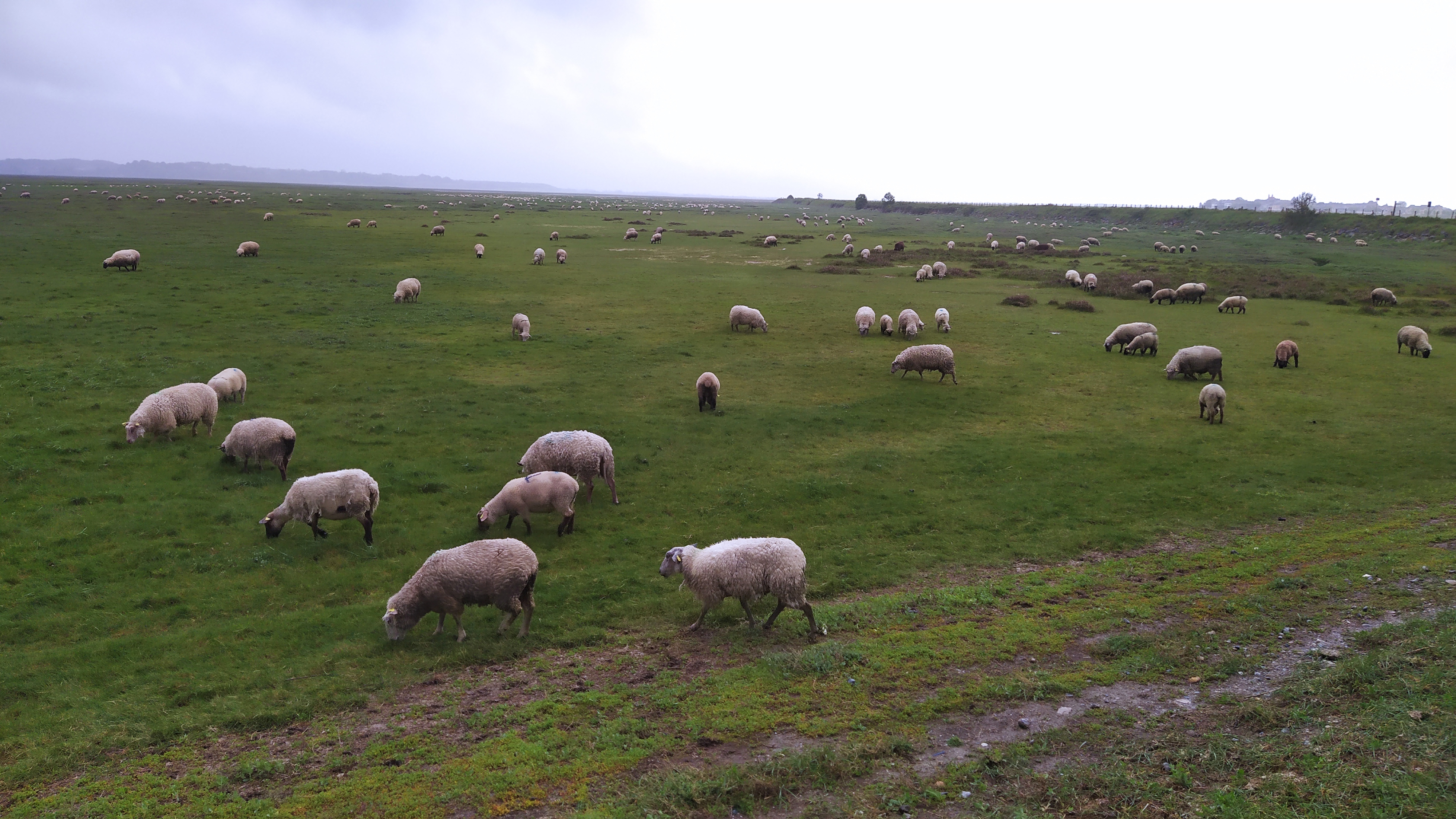Transhumance et musée Picarvie