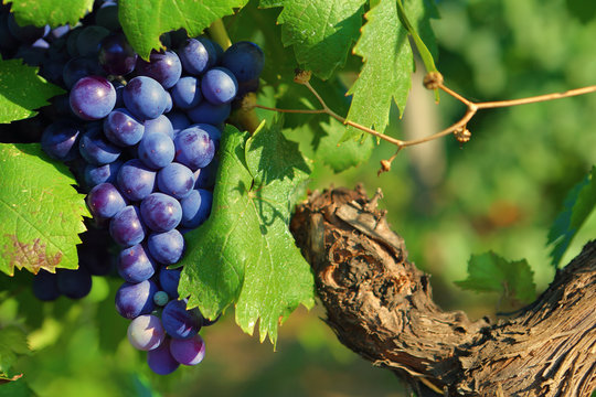 Commande de vins automne 2025