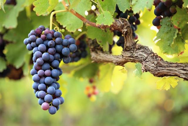 Commande de vins automne 2026