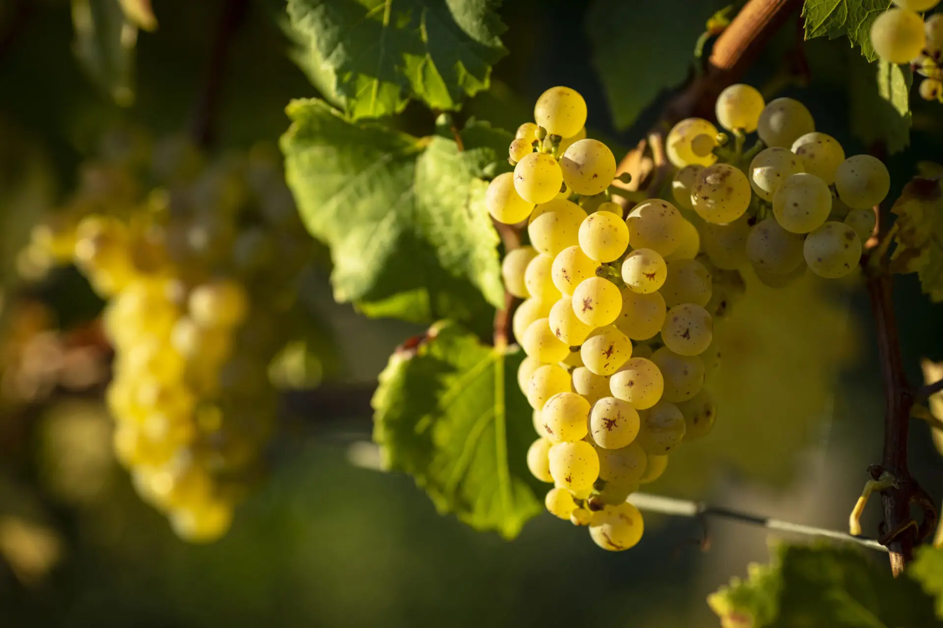 Initiation Oenologie