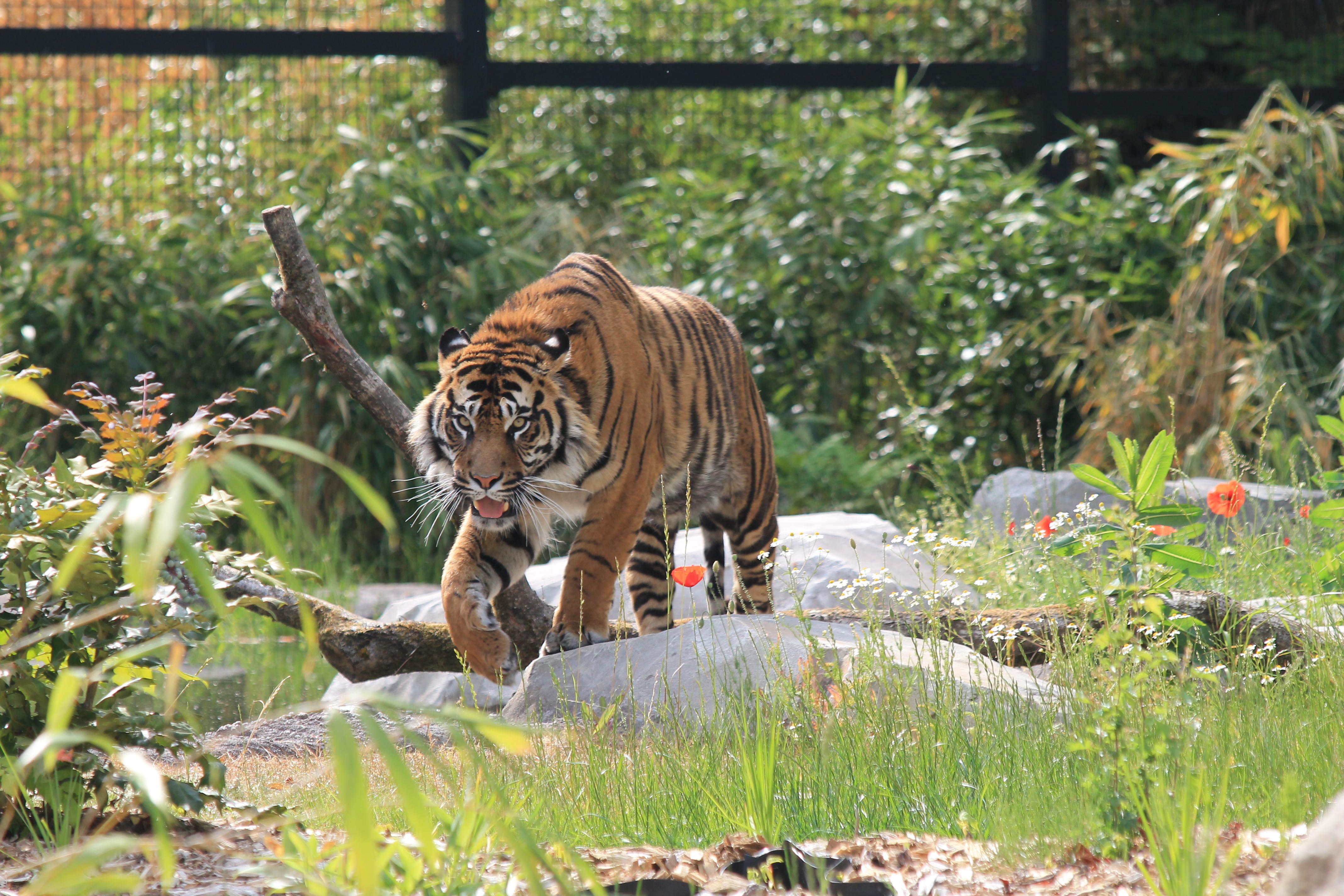 Zoo d'Amiens